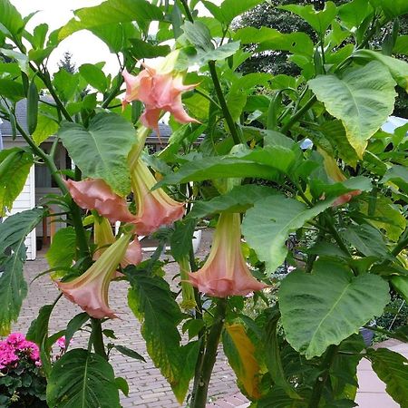 Locanda Al Drago Reuver Ngoại thất bức ảnh